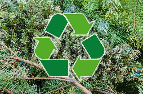 Recycling Live Christmas Trees